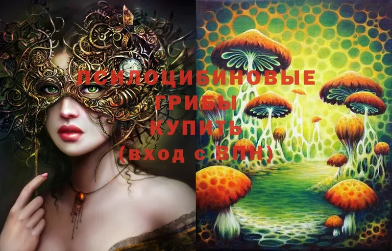 Псилоцибиновые грибы Psilocybe  Киселёвск 